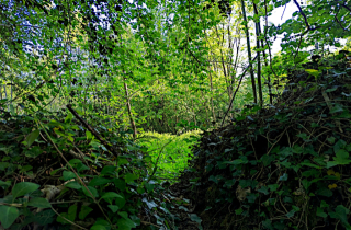 Voir la photo Passage vers une clairière