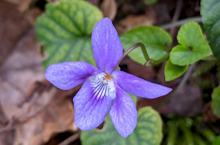 Violette des bois - Viola reichenbachiana Jord. ex Boreau