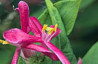 Chèvrefeuille de Tartarie - Lonicera tatarica L