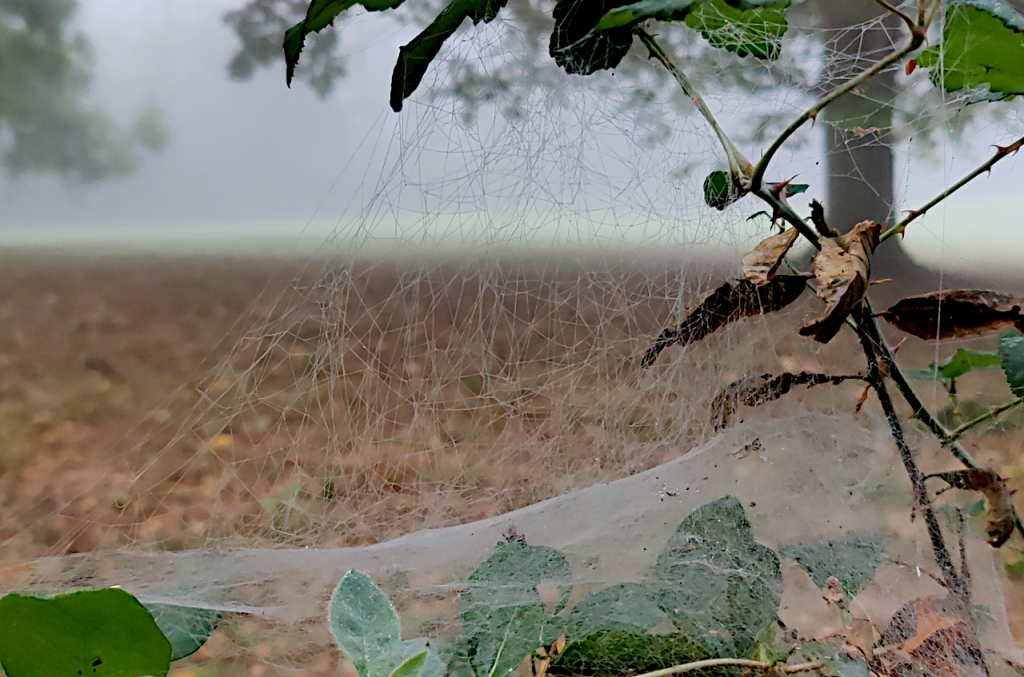 Toile tendue sous brume.jpg