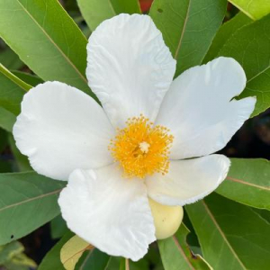 thegardendude