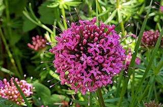 Botanique