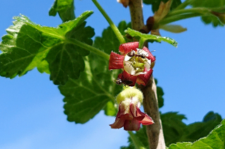 Des exploratrices sur un groseillier (Ribes uva-crispa L)