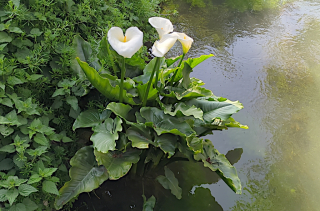 Les pieds dans l'eau - Zantedeschia aethiopica (L.) Spreng