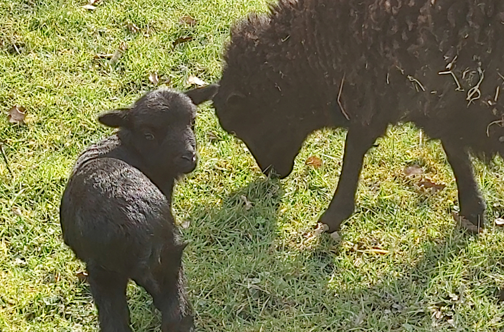 Première naissance chez les Ouessant.jpg Première naissance chez les Ouessant.jpg