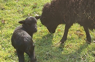 Première naissance de l'année chez les Ouessant