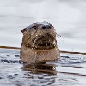 Raphi loutre :flag_agender: