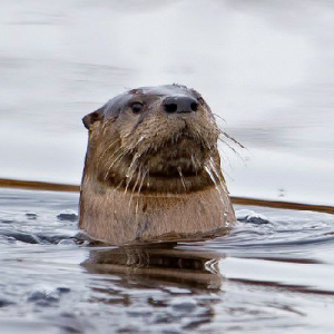 Raphi loutre énervée