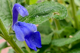 Sauge gentiane après la pluie (Salvia patens Cav.)