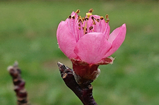 Fleur naissante d'un Pêcher - Prunus persica (L.) Batsch