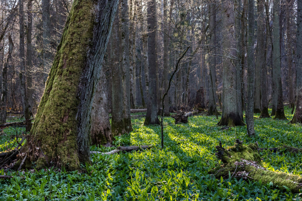 Mémoire des forêts