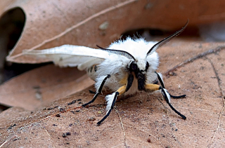 Voir la photo Écaille tigrée - Spilosoma lubricipeda
