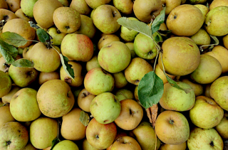 Voir la photo Récolte de futures compotes, tartes et autres desserts