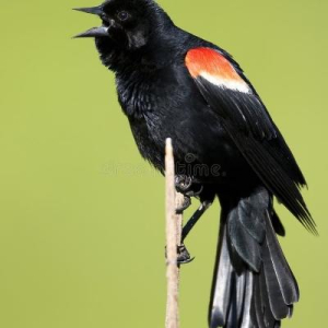 🔻Hermod (il/lui)🏴🚩