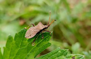 Voir la photo Corée marginée - Coreus marginatus L