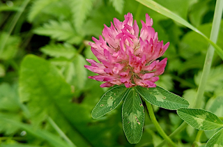 Voir la photo Trèfle des prés - Trifolium pratense L