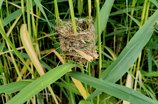Voir la photo Nid de Bruant des roseaux - Emberiza schoeniclus