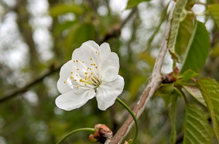 Merisier - Prunus avium (L.)