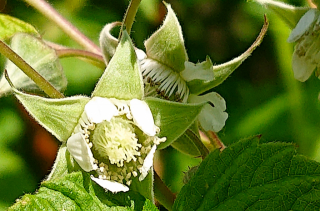 Framboisier - Rubus idaeus L