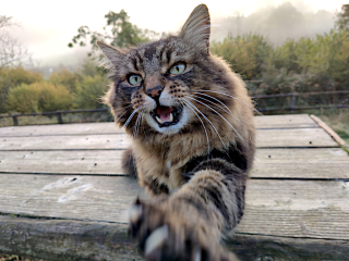 Voir la photo Bon, c'est quand que tu me caresses, toi ?