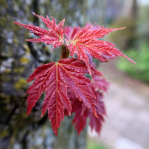 BomengidsNl TreeGuide Europe