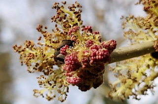 Inflorescence d'un frêne commun - Fraxinus excelsior