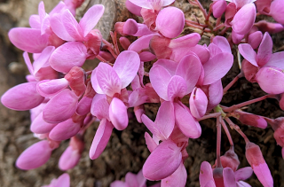 Arbre de Judée - Cercis siliquastrum L