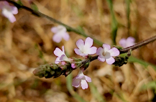 Voir la photo Verveine officinale - Verbena officinalis