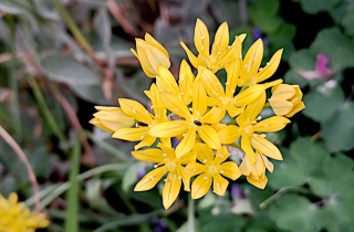 Botanique