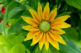 Jeune Rudbeckie hérissée - Rudbeckia hirta L