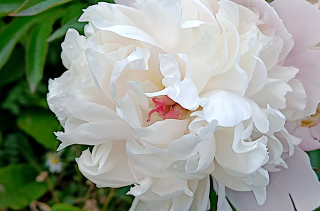 Voir la photo Pivoine de Chine - Paeonia lactiflora Pall