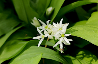 L'ail des ours (Allium ursinum) et la fourmis