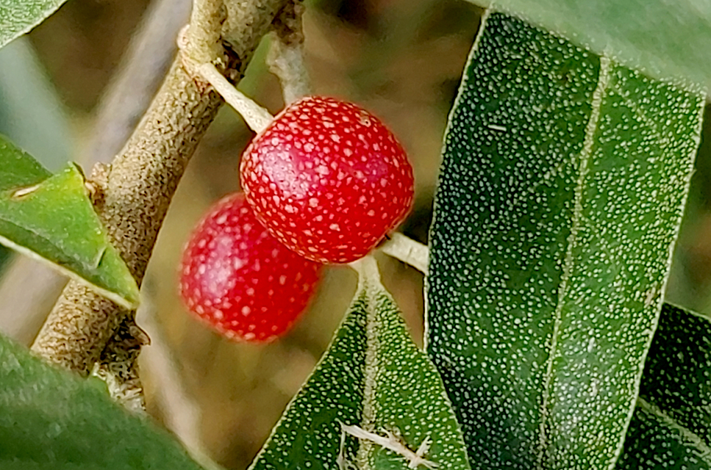 Oléastre à ombelles - Elaeagnus umbellata Thunb.jpg
