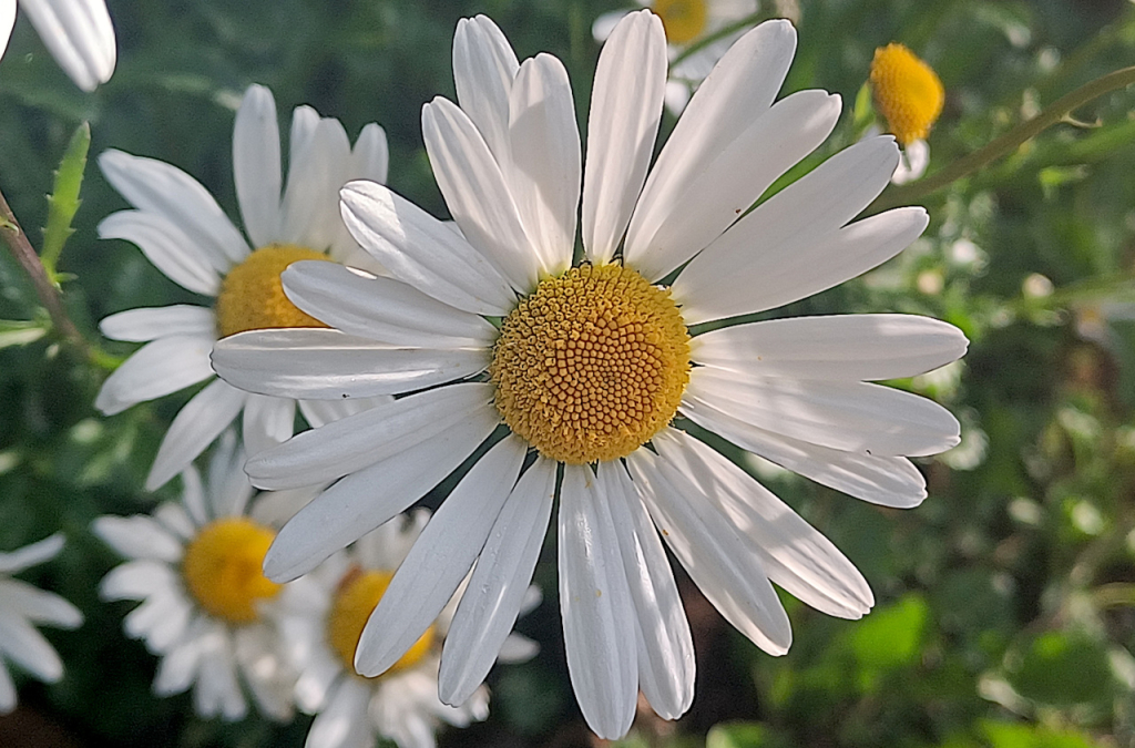 Image/photo