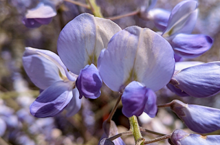 Glycine - Wisteria floribunda (Willd.) DC