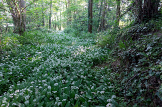 Voir la photo Le chemin de l'ail aux ours (Allium ursinum)