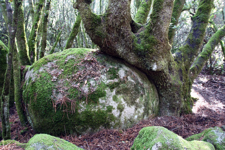 Mémoire des forêts