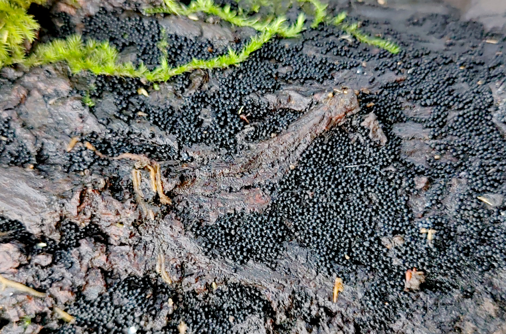 Ruzenia spermoides.jpg