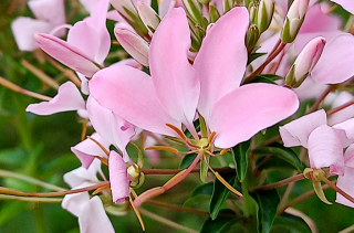 Cléome à feuilles de chanvre - Cleome houtteana Schltdl