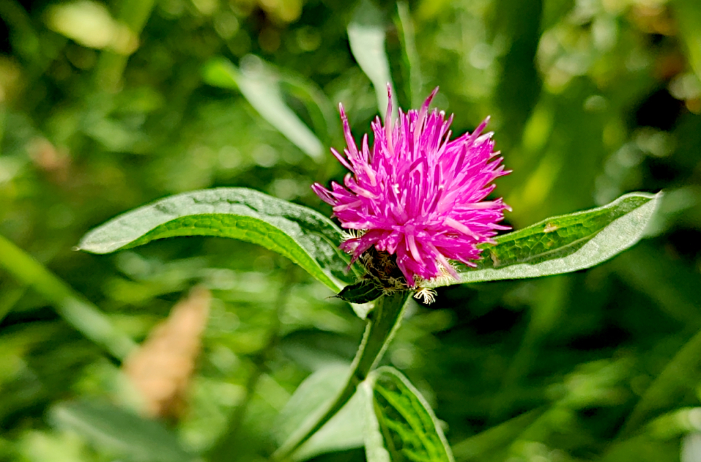 Centaurée noire - Centaurea nigra L.jpg
