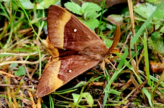 Bombyx du chêne - Lasiocampa quercus