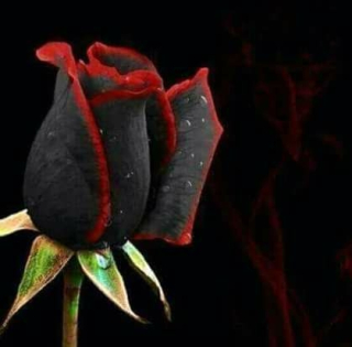 photo/a724cbb2-6890-4bd6-8f53-a66971513375-3