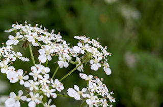 Cerfeuil des bois - Anthriscus sylvestris (L.) Hoffm