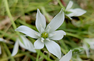 Dame d'onze heures - Ornithogalum umbellatum