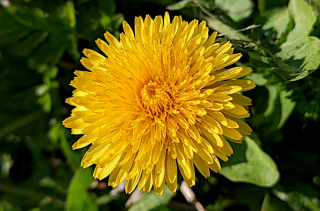 Voir la photo L'or du Dent-de-lion - Taraxacum officinale
