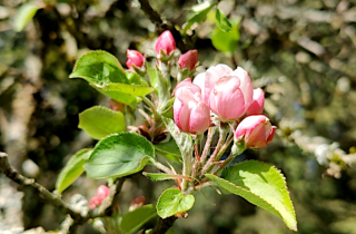 Éclosion, des bourgeons floraux d'un pommier