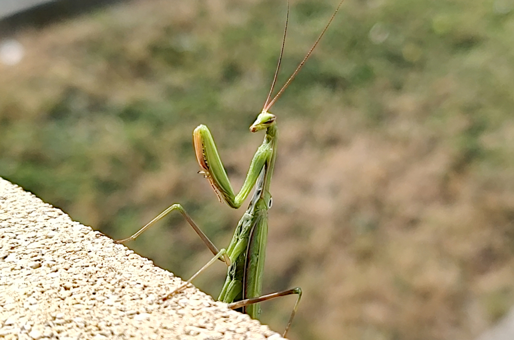 Mante religieuse - Mantis religiosa.jpg Mante religieuse - Mantis religiosa.jpg