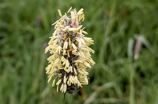 Vulpin des prés - Alopecurus pratensis L