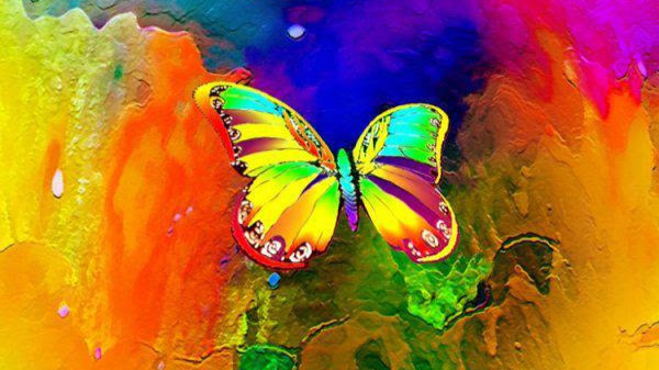 A01a-Papillon Dream Colors-02.jpg