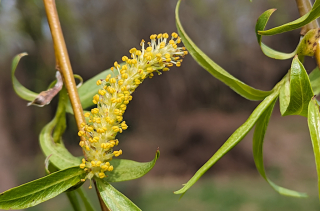 Chaton mâles d'un Saule pleureur - Salix babylonica L